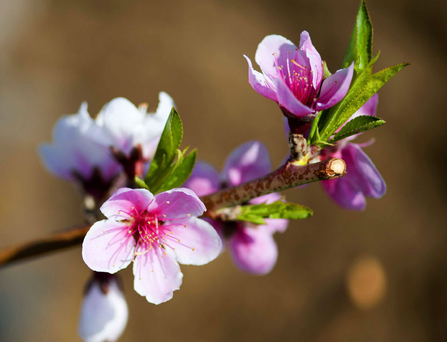 桃花开.jpg 桃花开.jpg